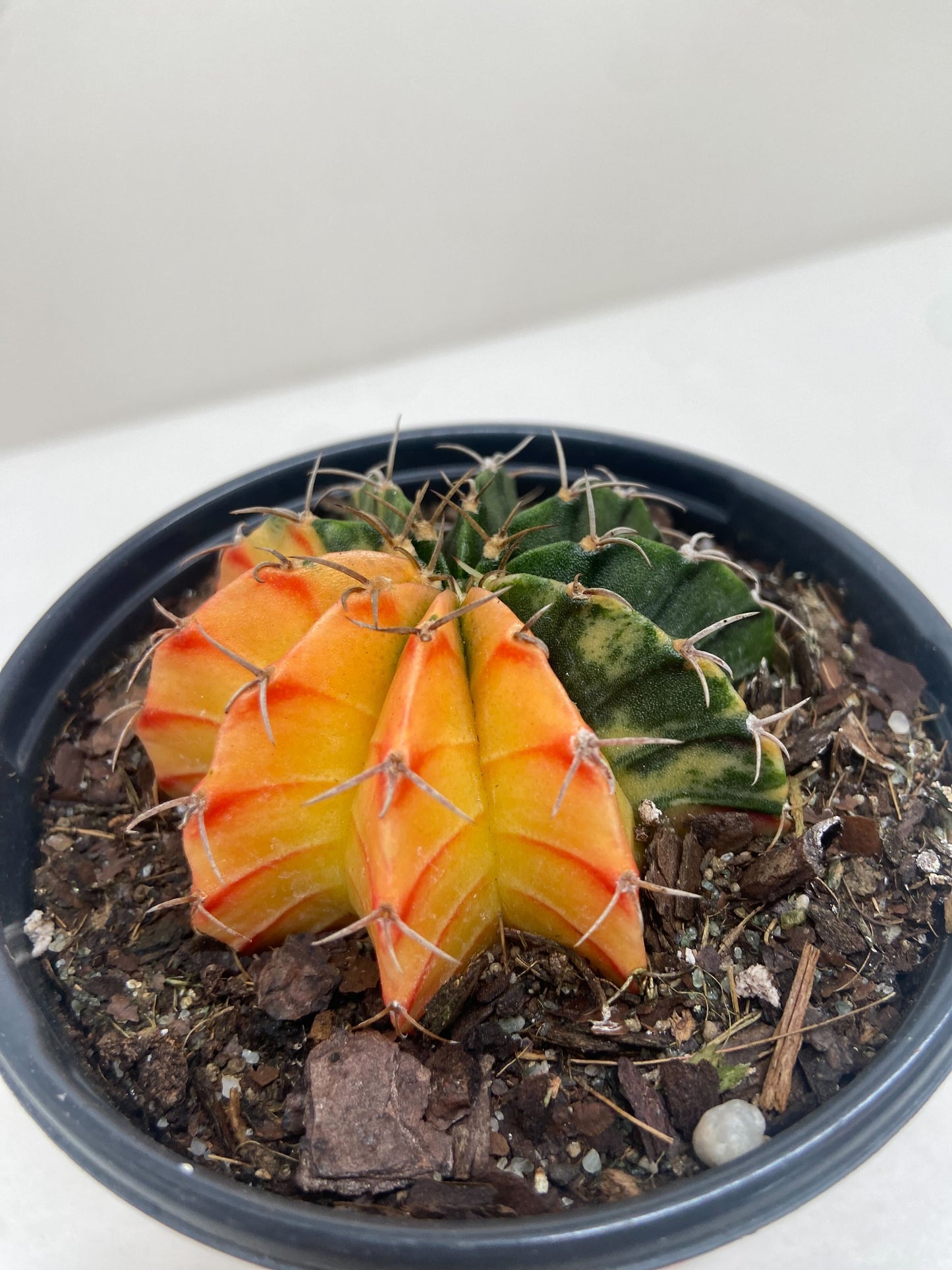 Succulent Cactus Color Ball