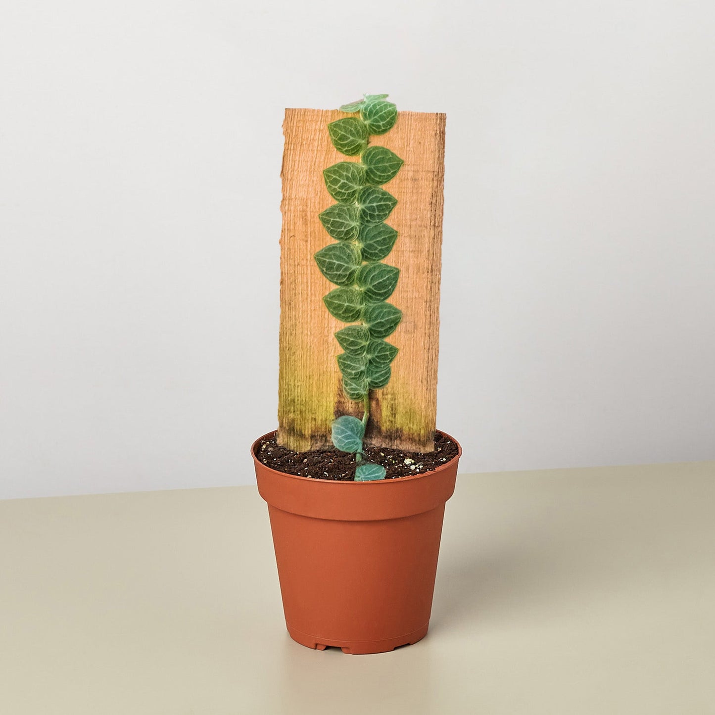 'Cryptantha' (Shingle Plant)