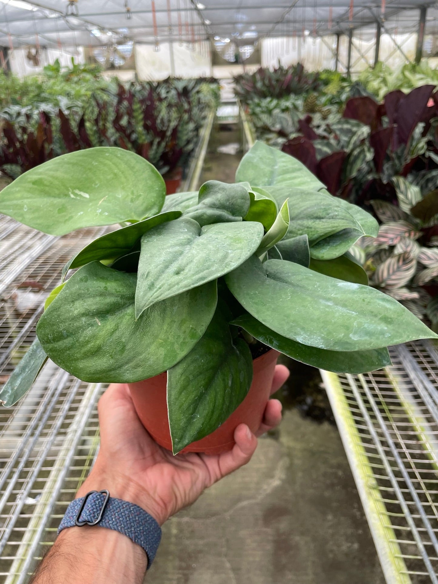 Pothos Satin