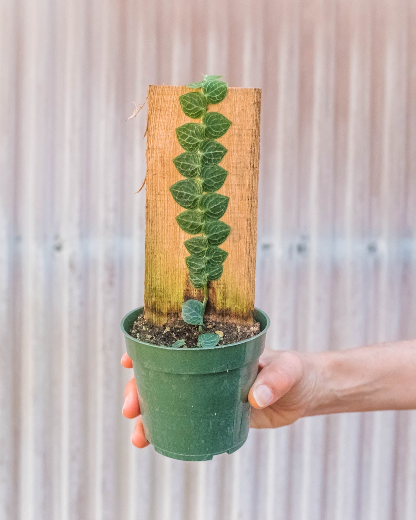 'Cryptantha' (Shingle Plant)