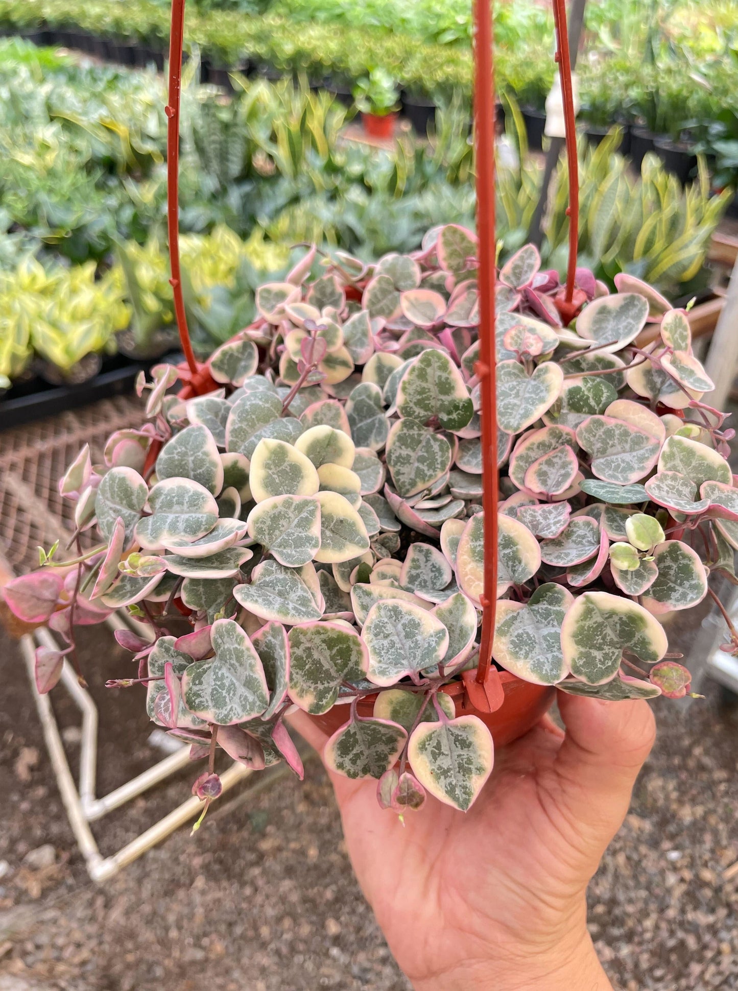 String of Hearts Variegated