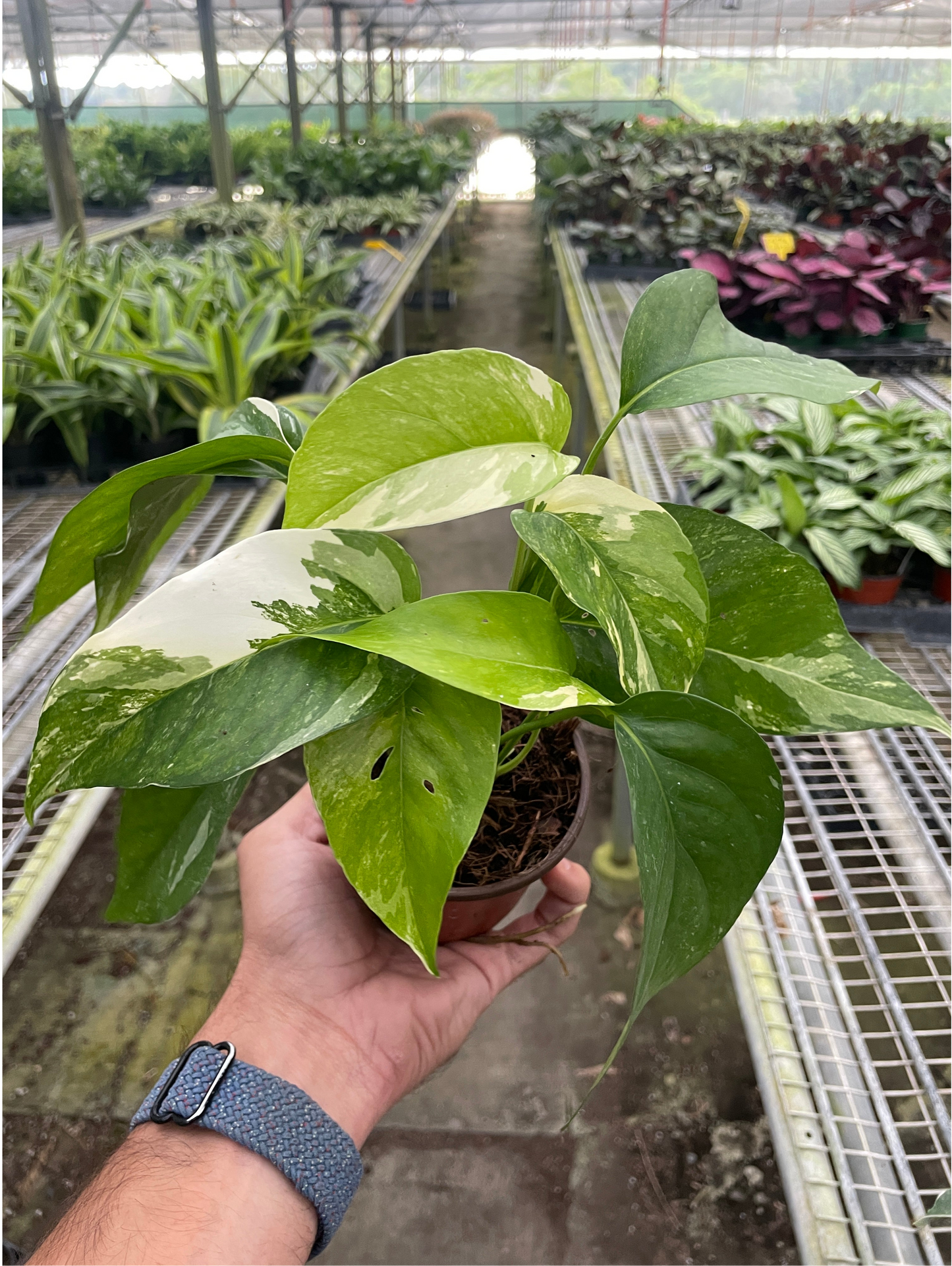Pothos 'Variegata'
